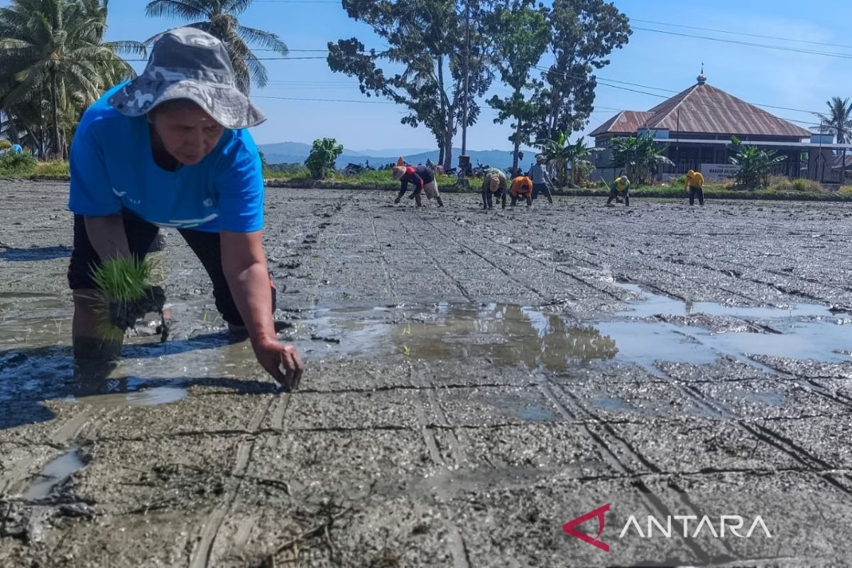 PT Vale Bina 51 Petani di Lingkar Tambang Kolaka, Pendapatan Naik Jadi Rp 10 Juta per Bulan