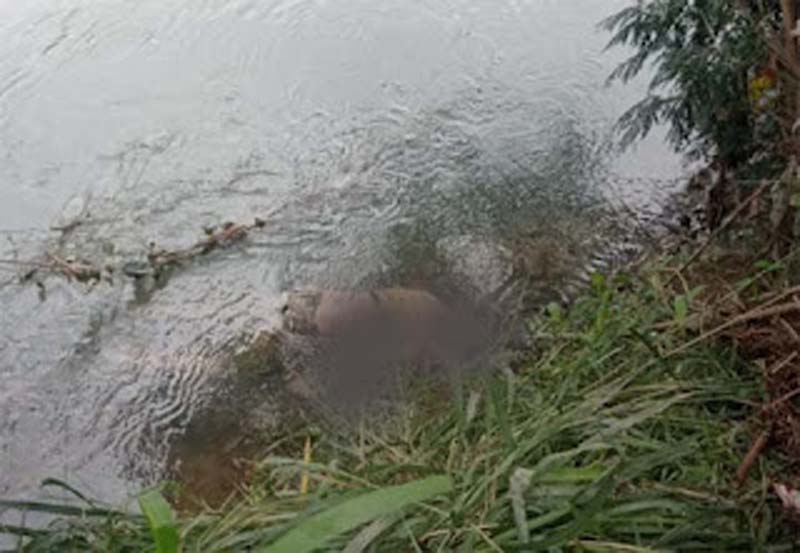 Pria Lansia Ditemukan Tewas Mengapung di Aliran Banda Bakali Padang, Istri Kenali Jasad Korban