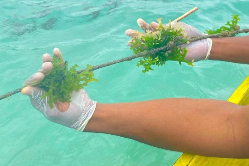 Dosen Undana Raih Hibah Riset Jepang Rp44 Juta untuk Petakan Mikroplastik di Kawasan Marikultur Kupang