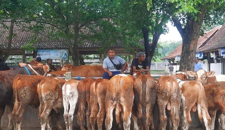 Stok Hewan Kurban di Kaltim Tembus 28.688 Ekor, Surplus Besar Jelang Iduladha 1447 H