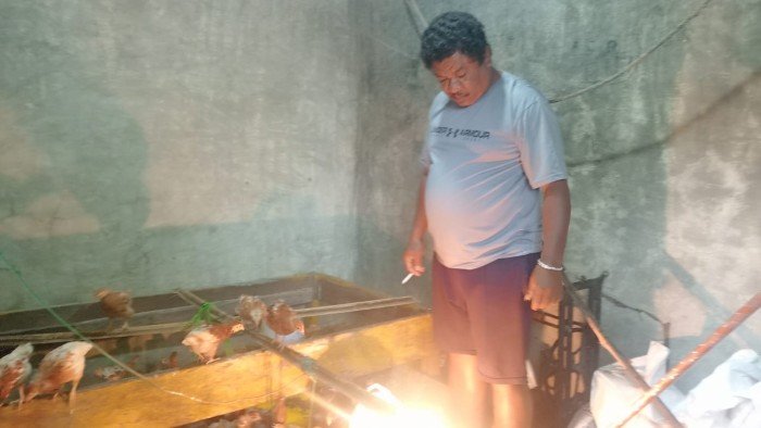 Gagal Usaha Mobil Pikap Tak Bikin Bapak Siu Menyerah, Kini Sukses Ternak Sapi dan Ayam dari Kopdit Pintu Air di Kupang