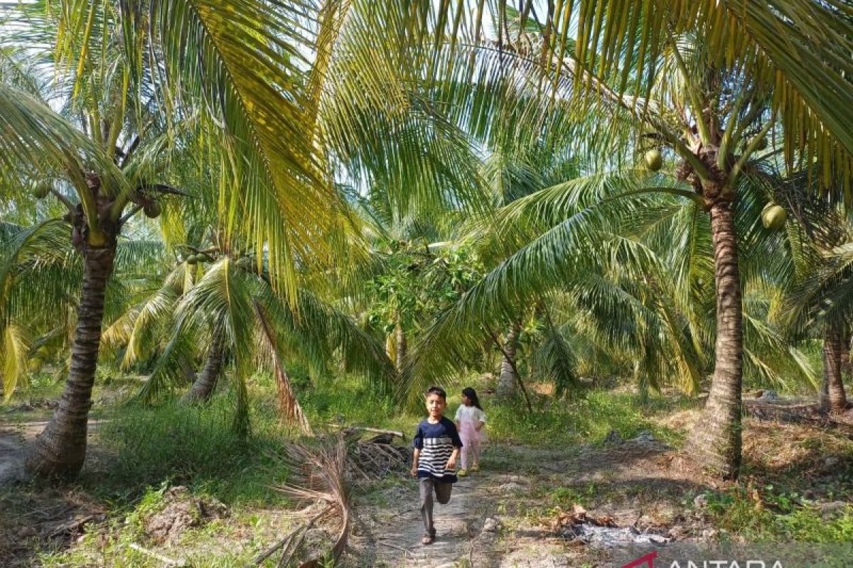 BSG dan OJK Kembangkan Komoditas Kelapa di Minahasa Tenggara Lewat Skema Kemitraan Petani