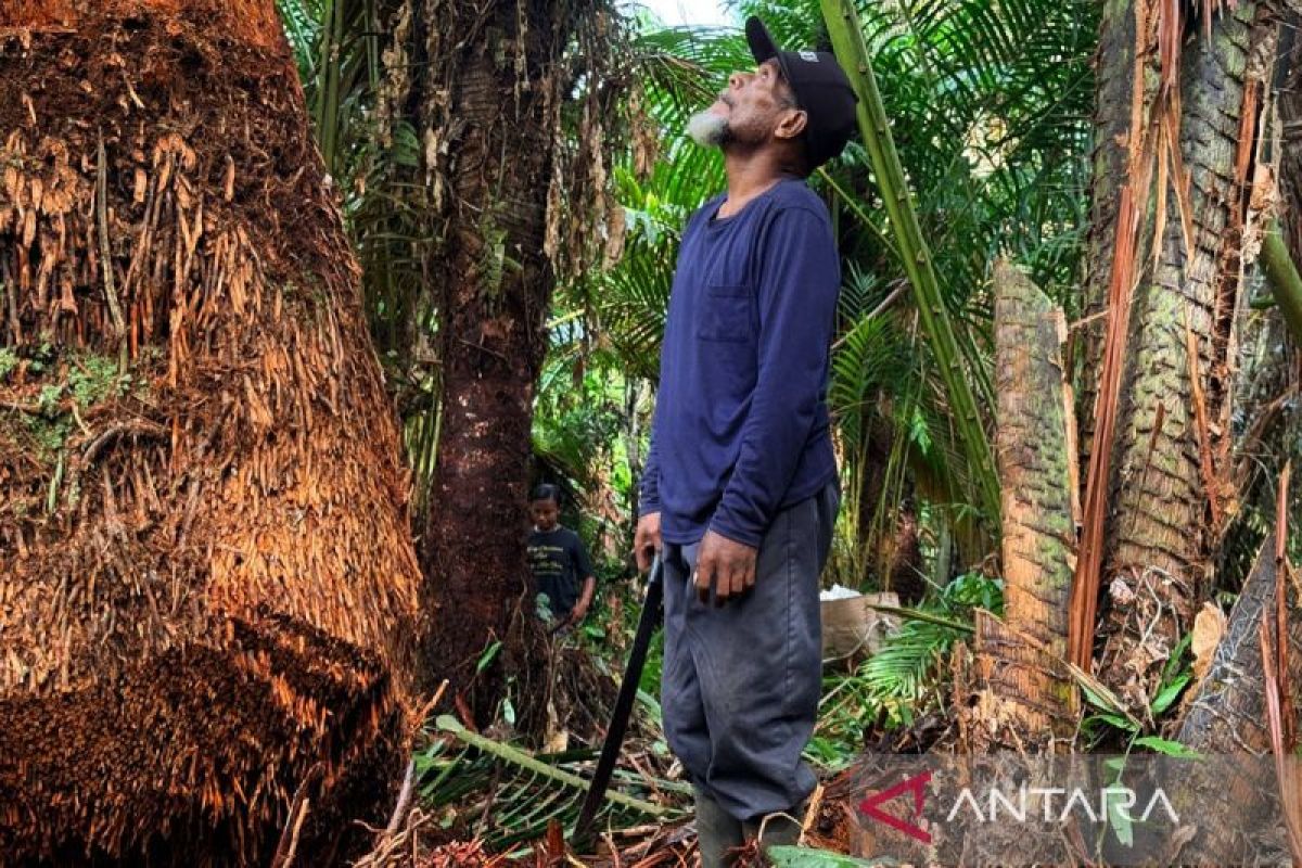 Antropolog Uncen Dorong UMKM Berbahan Sagu untuk Ketahanan Pangan dan Budaya Papua