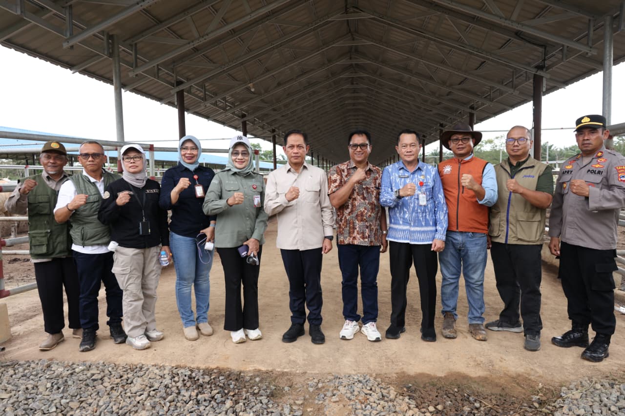 Wamenko Pangan RI Tinjau Langsung Program Integrasi Sapi-Sawit di Tanah Bumbu, Populasi Ternak Melonjak Jadi 1.500 Ekor