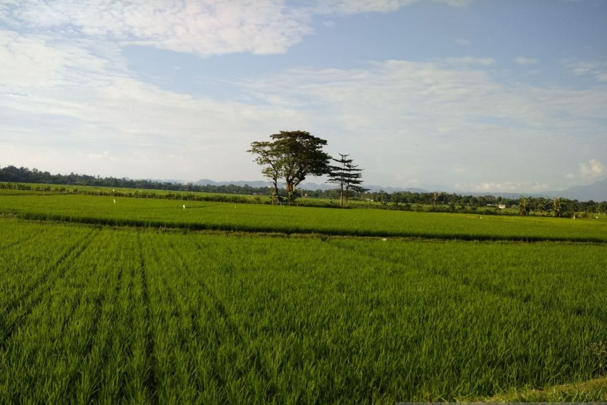Pemkab Bone Tetapkan 87,5 Persen Lahan Sawah Jadi Lahan Pertanian Pangan Berkelanjutan, Lampaui Target Nasional
