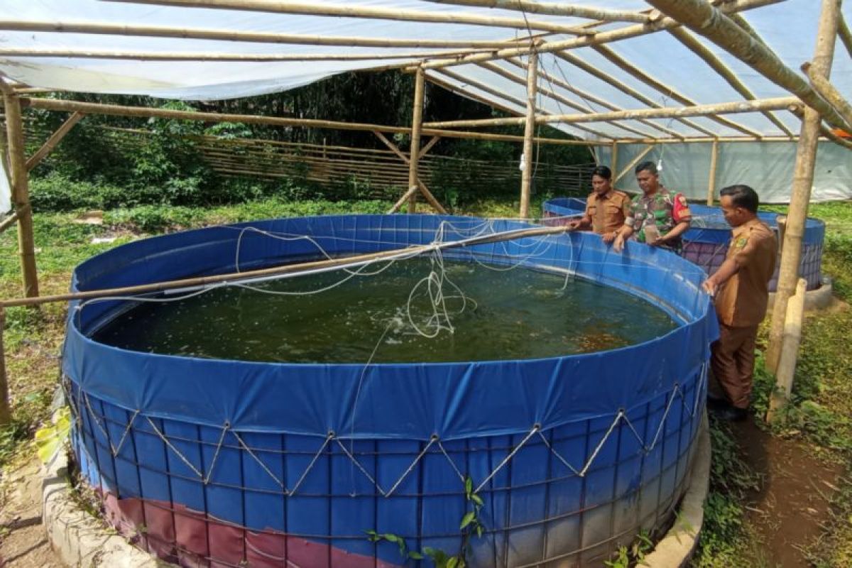 TNI di Rejang Lebong Kembangkan Kolam Bioflok Ikan Nila, Harga Jual Hanya Setengah Pasar