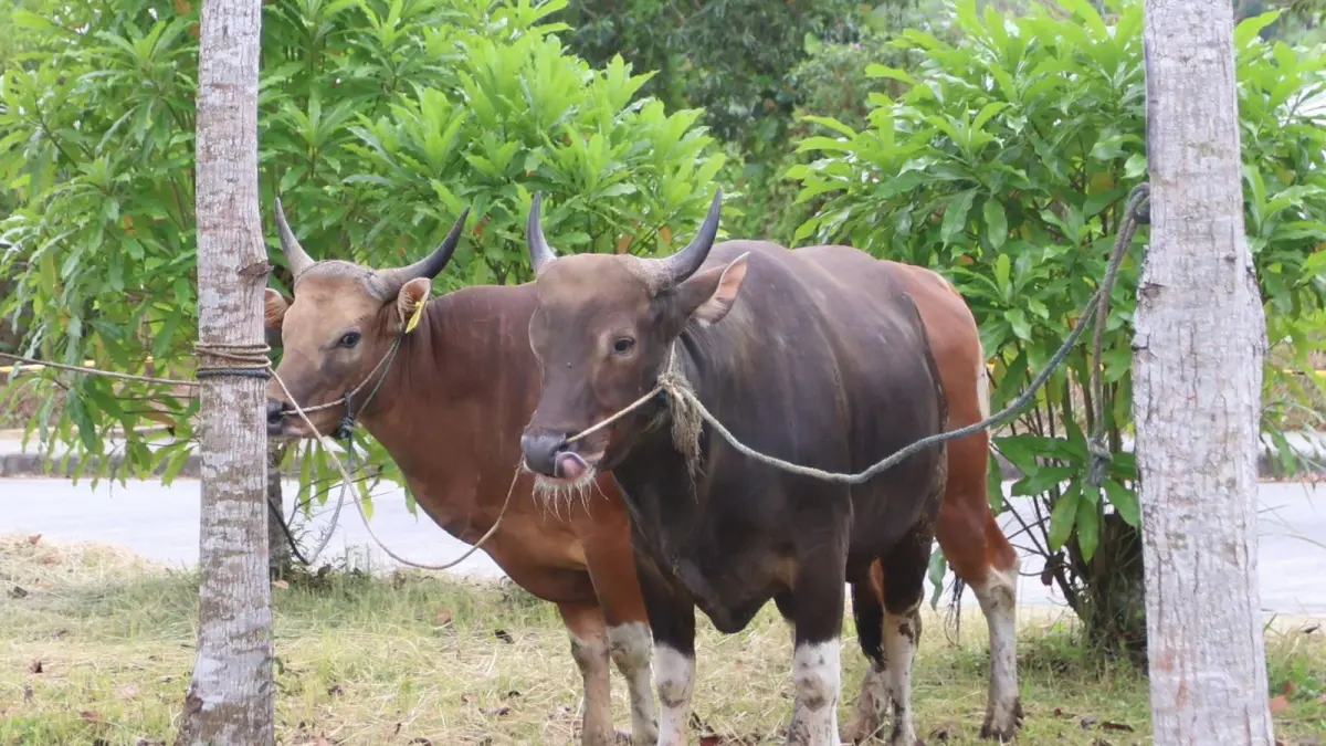 DKP3 Balikpapan Temukan Cacing Hati pada 7 Sapi Kurban di Lima Lokasi, Warga Diminta Waspadai Ciri Infeksi