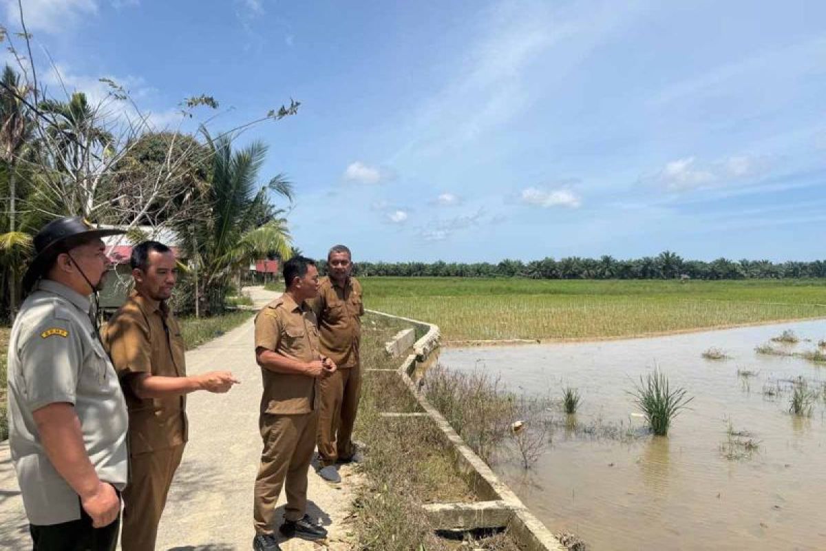 Dinas Pertanian Aceh Timur Pulihkan 8.074 Hektare Sawah Terdampak Bencana, Anggaran Rp52,79 Miliar