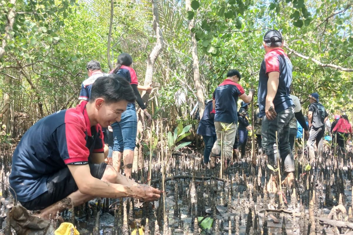 Kolaborasi Alfamidi, Bank Sampah, dan Kelompok Perempuan Likupang Tanam 1.000 Mangrove untuk Jaga Pesisir dan Ekonomi Warga
