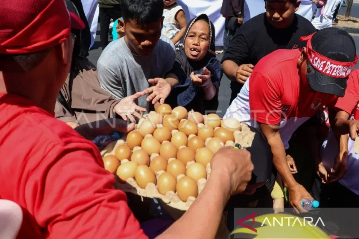 KPPU Makassar Tinjau Perjanjian Kemitraan Peternak Plasma Sulsel, Harga Pakan Anjlokkan Harga Telur hingga Rp 24.000 per Kilogram