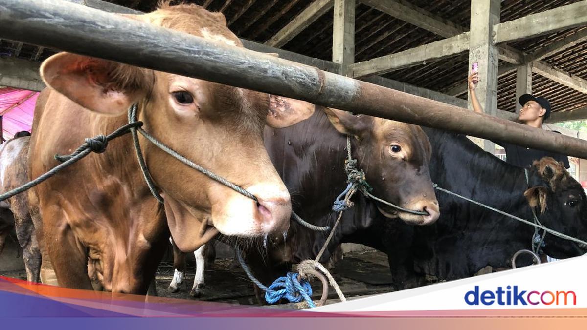 21 Sapi di Gunungkidul Mati Akibat PMK Sejak Awal 2026, DPP Gencarkan Vaksinasi 7.210 Dosis Jelang Idul Adha
