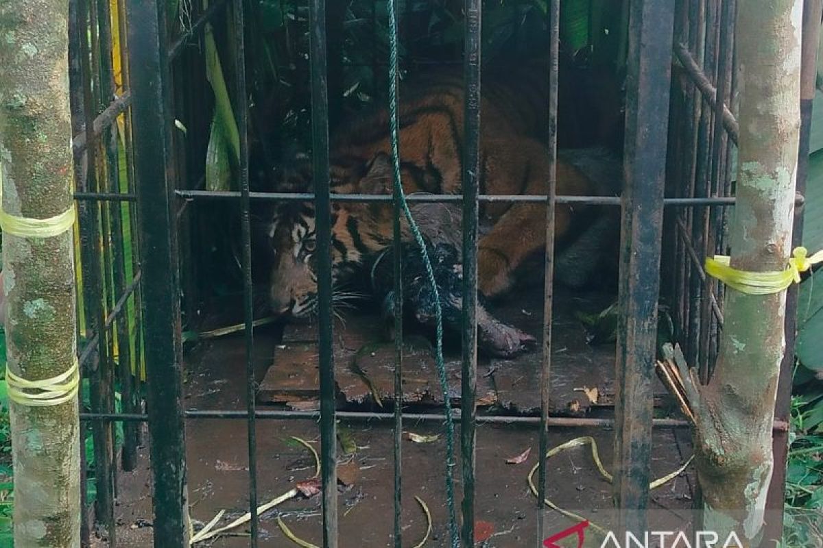 BKSDA Sumbar Tangkap Harimau Sumatra di Agam Kurang dari Satu Jam Usai Pasang Kandang Jebak