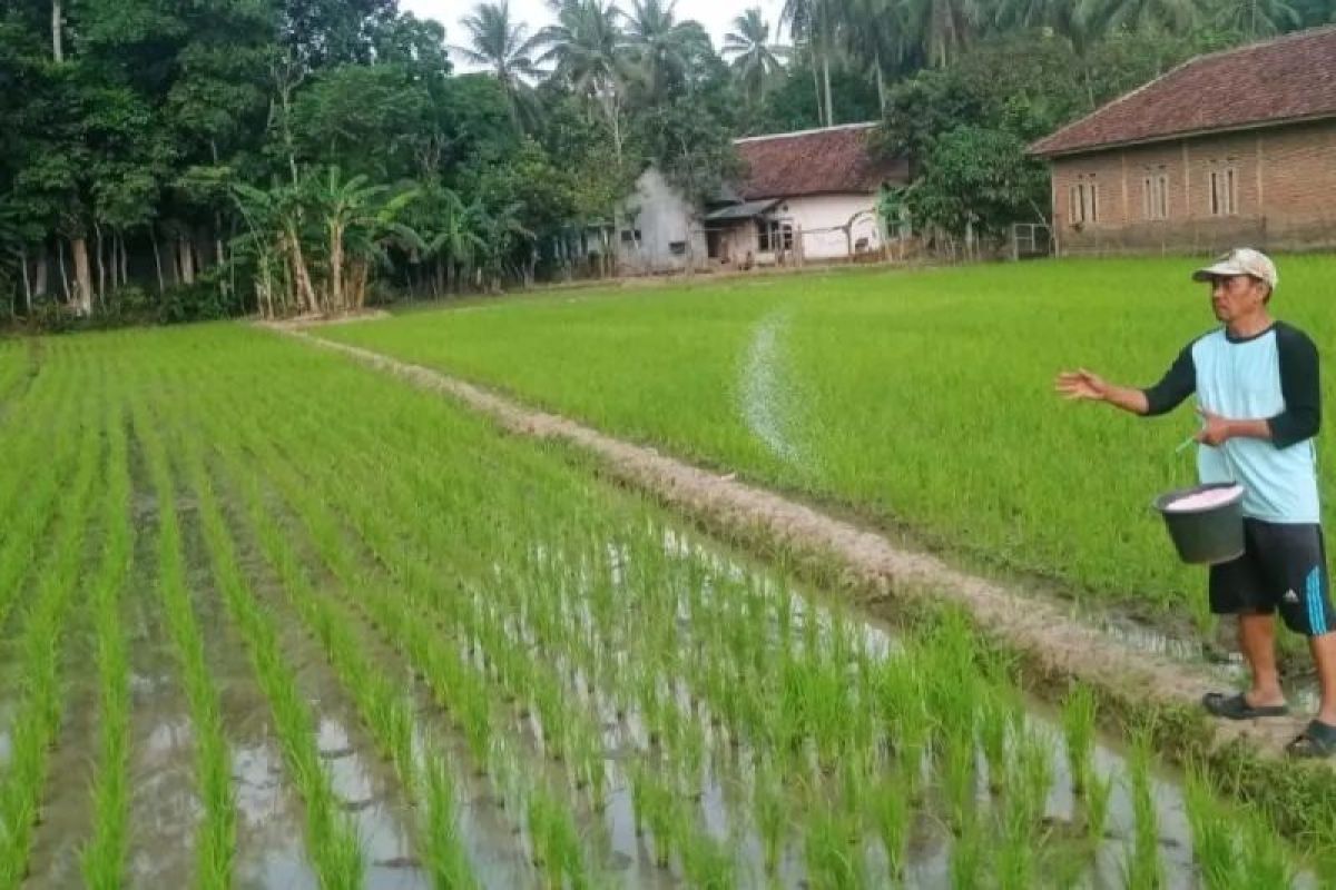 Stok Pupuk Bersubsidi di Lebak Dipastikan Aman Hadapi Musim Kemarau, Realisasi Baru 23 Persen