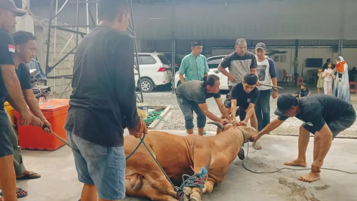 Bos Hoki Auto Palu Sembelih 2 Sapi Kurban, Berharap Bisnis Selalu Bawa Hoki dan Berkah