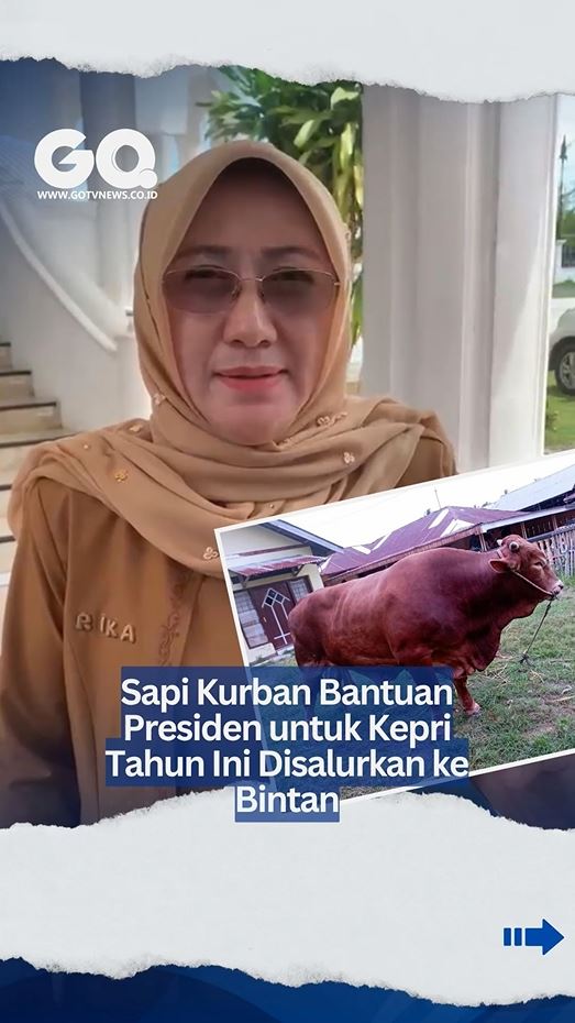 Pemprov Kepri Salurkan Sapi Kurban Bantuan Presiden ke Bintan, Bobot Hampir Satu Ton