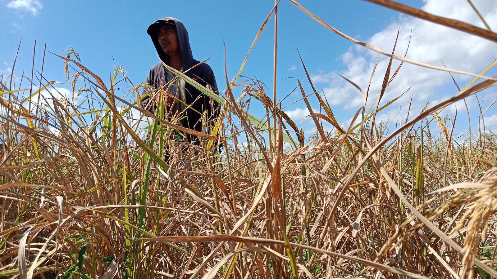 6.691 Hektare Sawah di Kalimantan Selatan Terdampak Kekeringan, BPTPH Catat 1,3 Hektare Puso