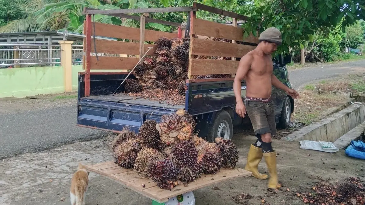 Harga Sawit Anjlok ke Rp1.200 per Kilogram, Pekebun di Balangan Keluhkan Biaya Pupuk yang Tak Kunjung Turun