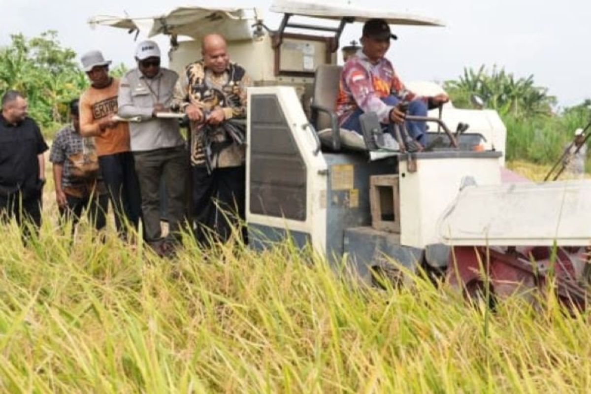 Gubernur Papua Targetkan Swasembada Beras 2028, 6.500 Hektare Sawah Baru Dibuka Akhir 2026