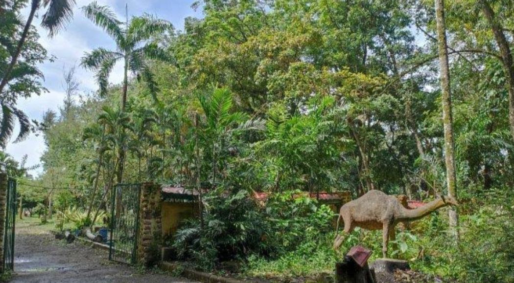 Taman Remaja Bengkulu, Spot Kuliner Sore Hari dengan Puluhan Jajanan Khas dan Suasana Rindang