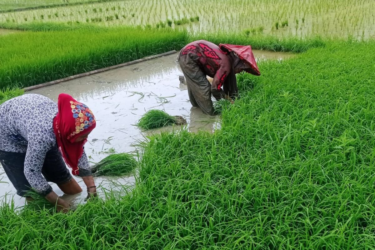 Petani Lebak Kini Bisa Ajukan Pinjaman Modal Rp5-20 Juta dengan Bunga 3 Persen, Pelunasan Dua Musim Panen