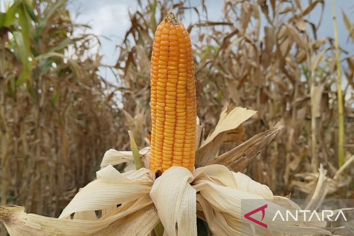 DPKP Sumedang Arahkan Petani ke Palawija Hadapi El Nino, Stok Jagung Capai 79.565 Ton