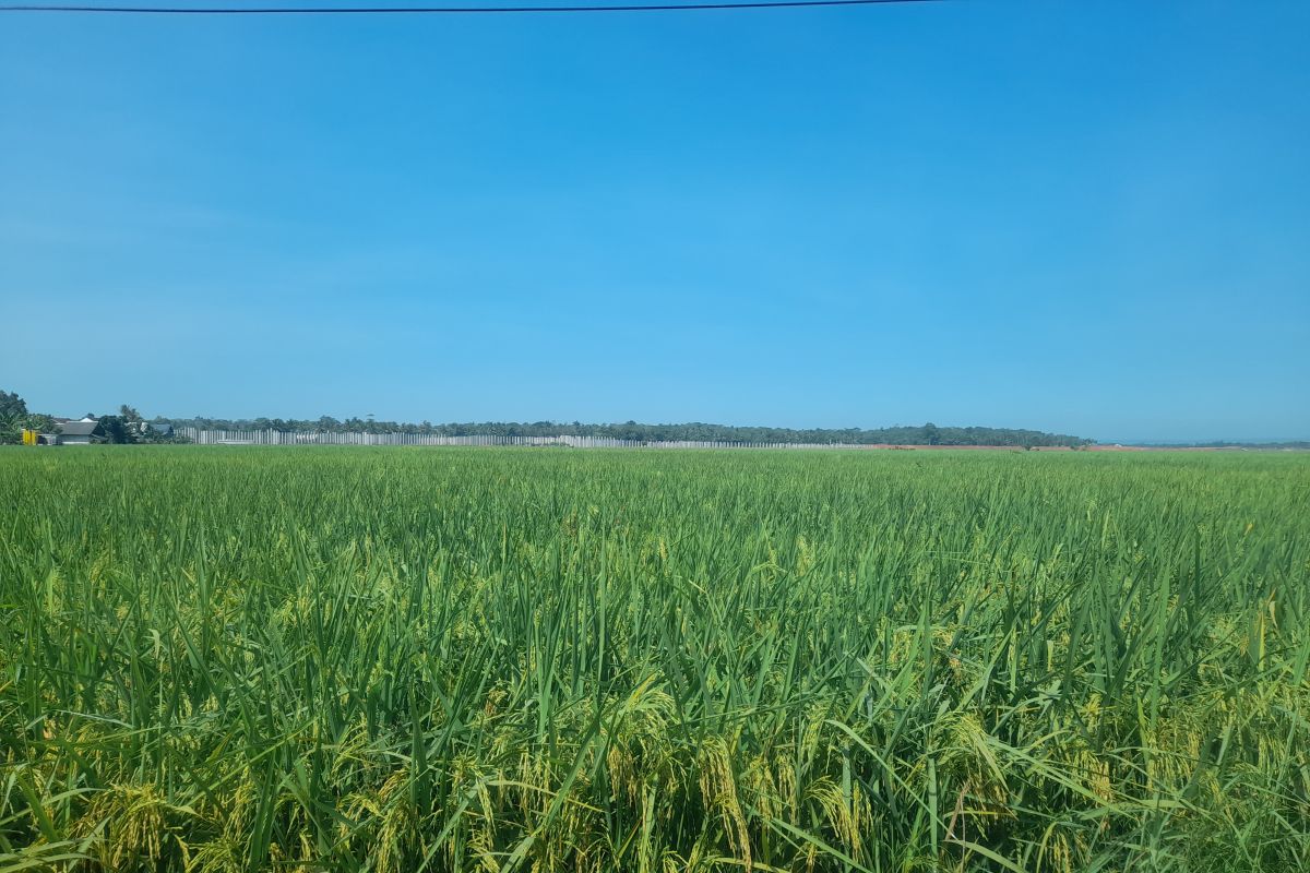 Antisipasi Kemarau Panjang, DKPP Serang Aktifkan 600 Pompa Air Bantuan Pemerintah untuk Petani