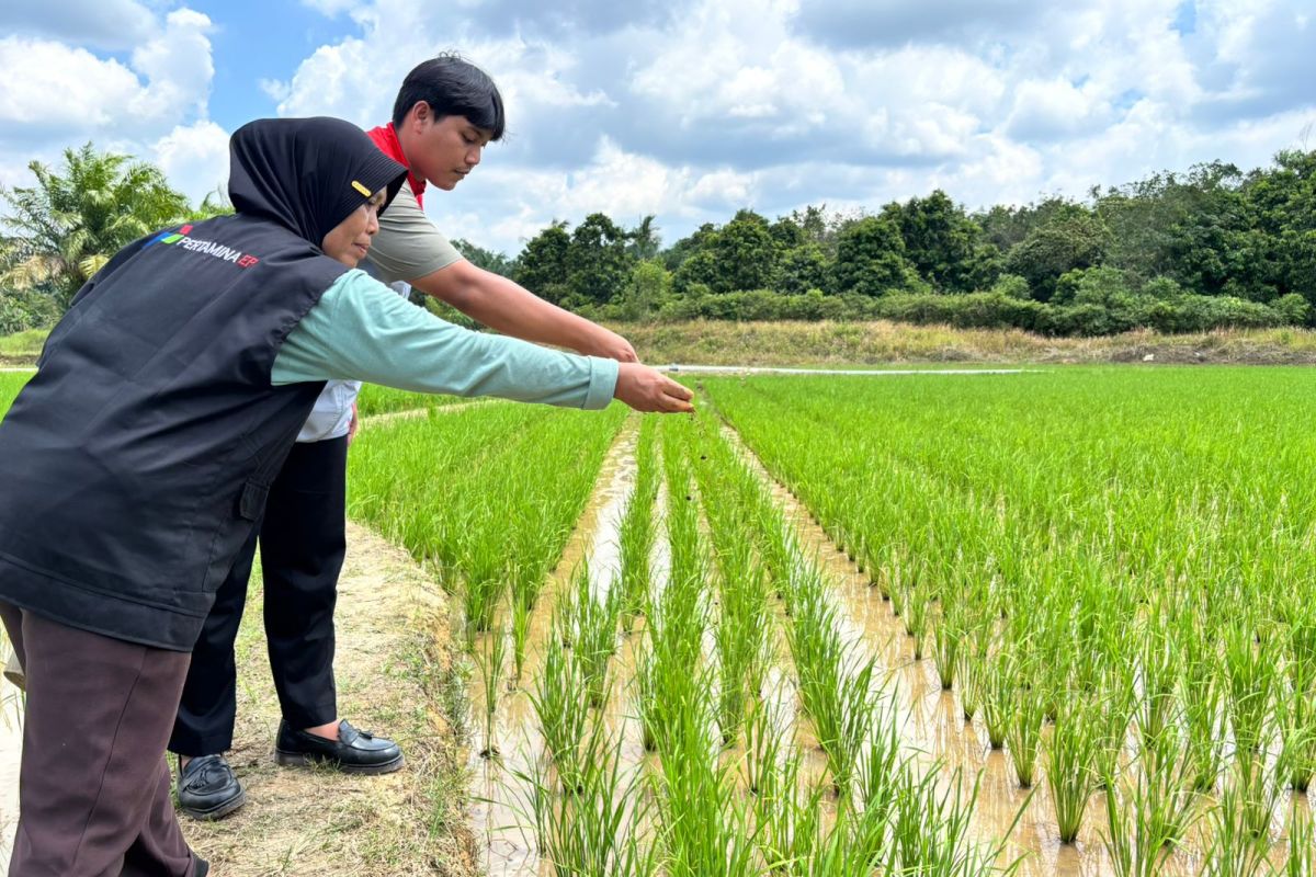 Gagal Panen Akibat Pupuk Kimia, Sutarni di PALI Sulap 15 Hektare Lahan Jadi Organik Berkat Program Pertamina, Omzet Petani Naik Tiga Kali Lipat