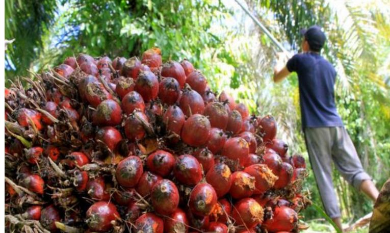 Harga TBS Sawit di Pasaman Barat 27 Juli 2026 Tembus Rp3.972,26 per Kg, Ini Rincian Harga di 15 Perusahaan