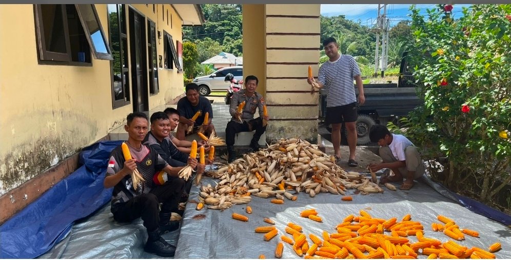 Warga Kuala Lapang Kirim Hasil Panen Jagung ke Polsek Malinau Barat, Bukti Sinergi Ketahanan Pangan Berjalan Efektif