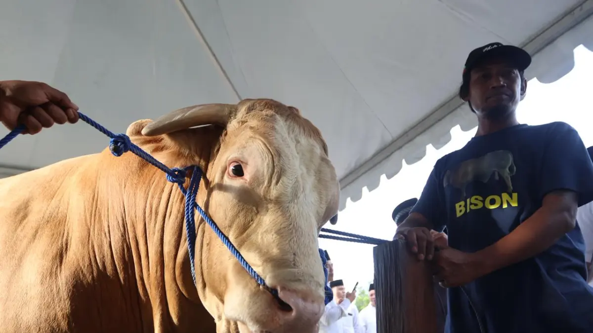 Sapi Kurban Presiden Prabowo Seberat 1,05 Ton Disembelih di Balikpapan Islamic Center, Daging Dibagikan ke Warga Sekitar