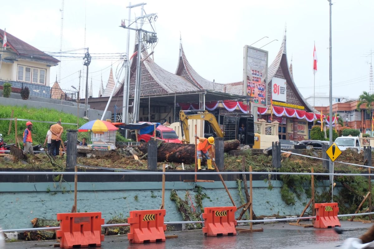 Pemkot Bukittinggi Revitalisasi Taman Depan DPRD, Pohon Pinus Tua Diganti Tabebuya demi Keselamatan Pengguna Jalan