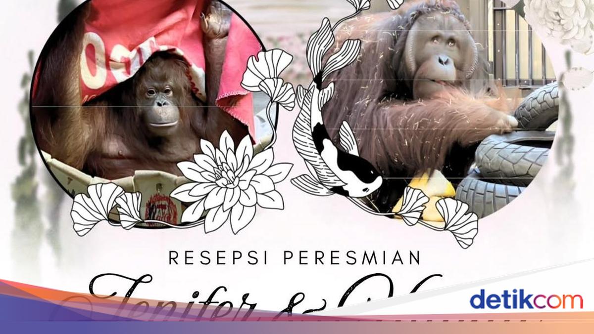 Resepsi di Tobe Zoo: Orang Utan Kalimantan Jennifer dari Taman Safari Indonesia Resmi Dipasangkan dengan Hayato di Jepang
