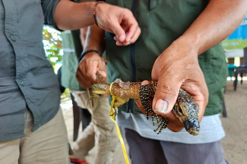 Anak Komodo Sepanjang 57 Cm Masuk Rumah Warga di Manggarai Timur, Tim BBKSDA Tangkap dan Lepas ke Habitat