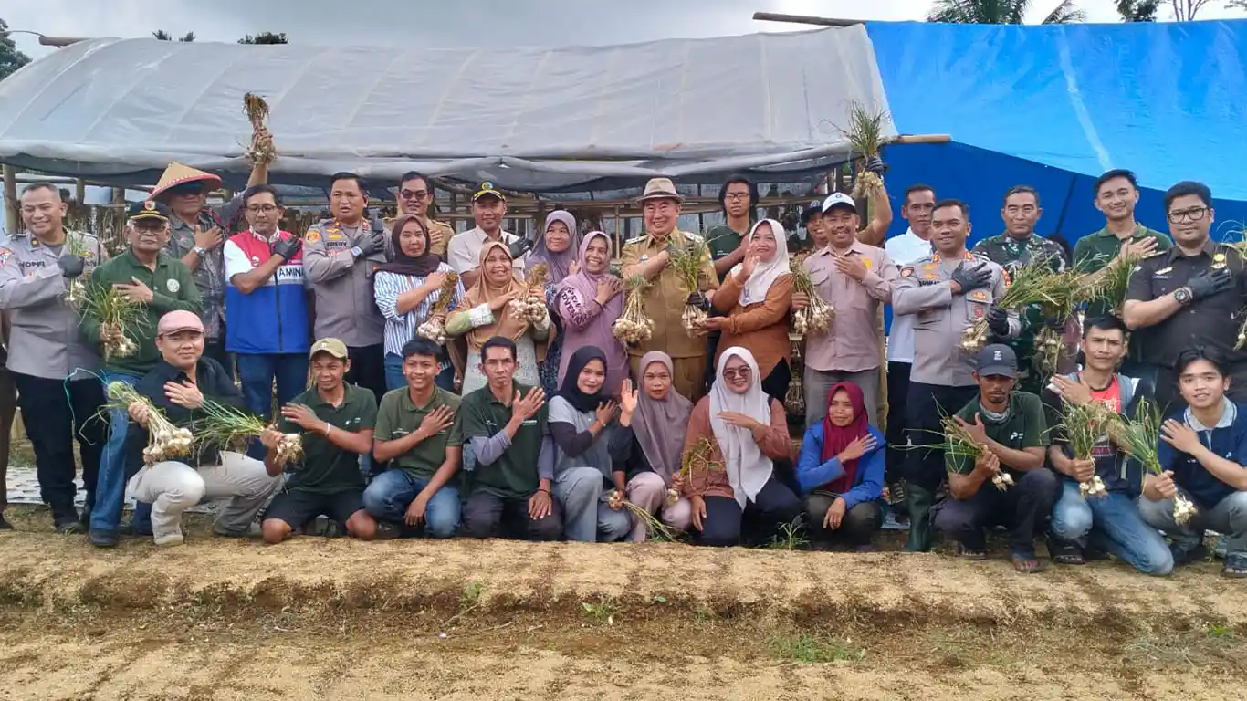 Bupati Tanggamus Panen Raya Bawang Putih di Ulubelu, Siapkan Lahan Baru untuk Kurangi Impor 541.400 Ton