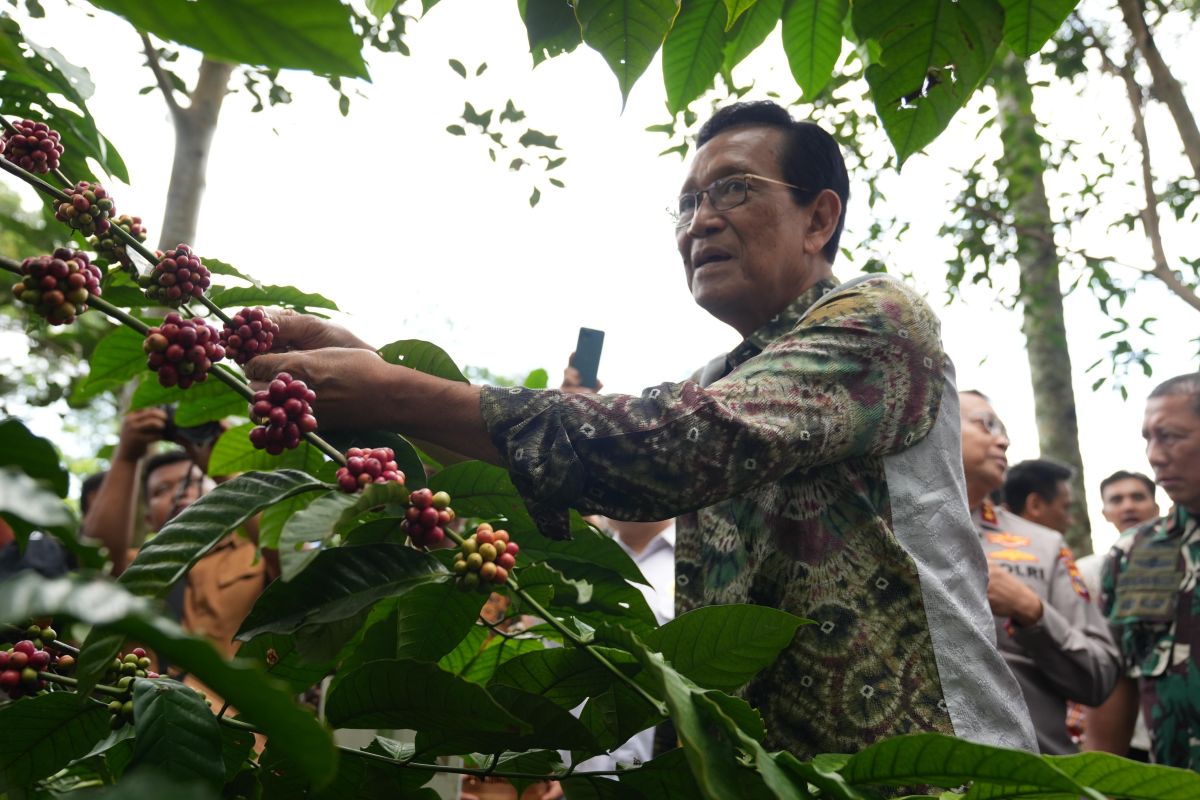 Pemda DIY Siapkan 20 Gerobak Kopi Keliling untuk Tiga Kabupaten, Dilarang Jual Kopi Saset