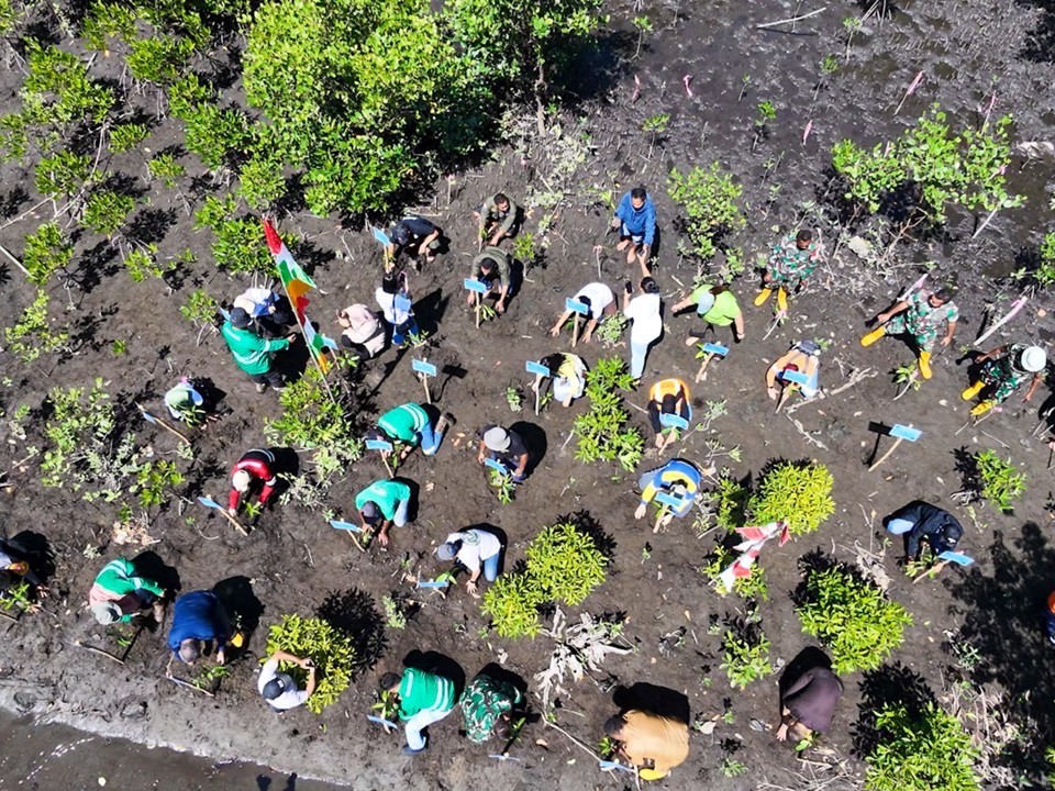 NHM dan Pemkab Halmahera Utara Tanam Mangrove di KEE Desa Kao, Targetkan Ekonomi Warga Pesisir Berkelanjutan
