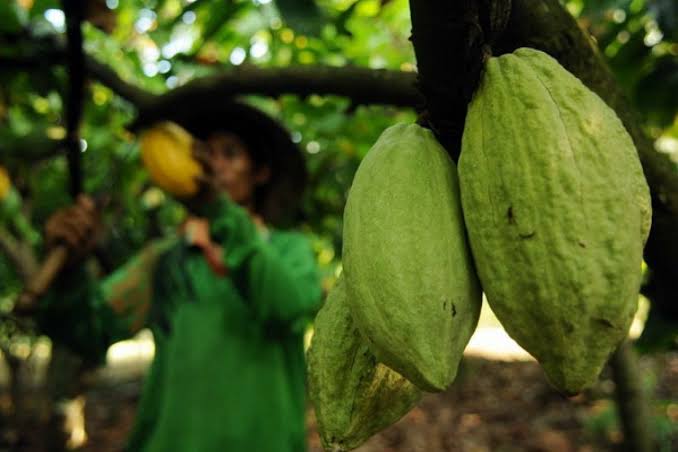 OJK NTB Resmi Jadikan Kakao Komoditas Prioritas, 4.600 KK di Lombok Utara Jadi Andalan
