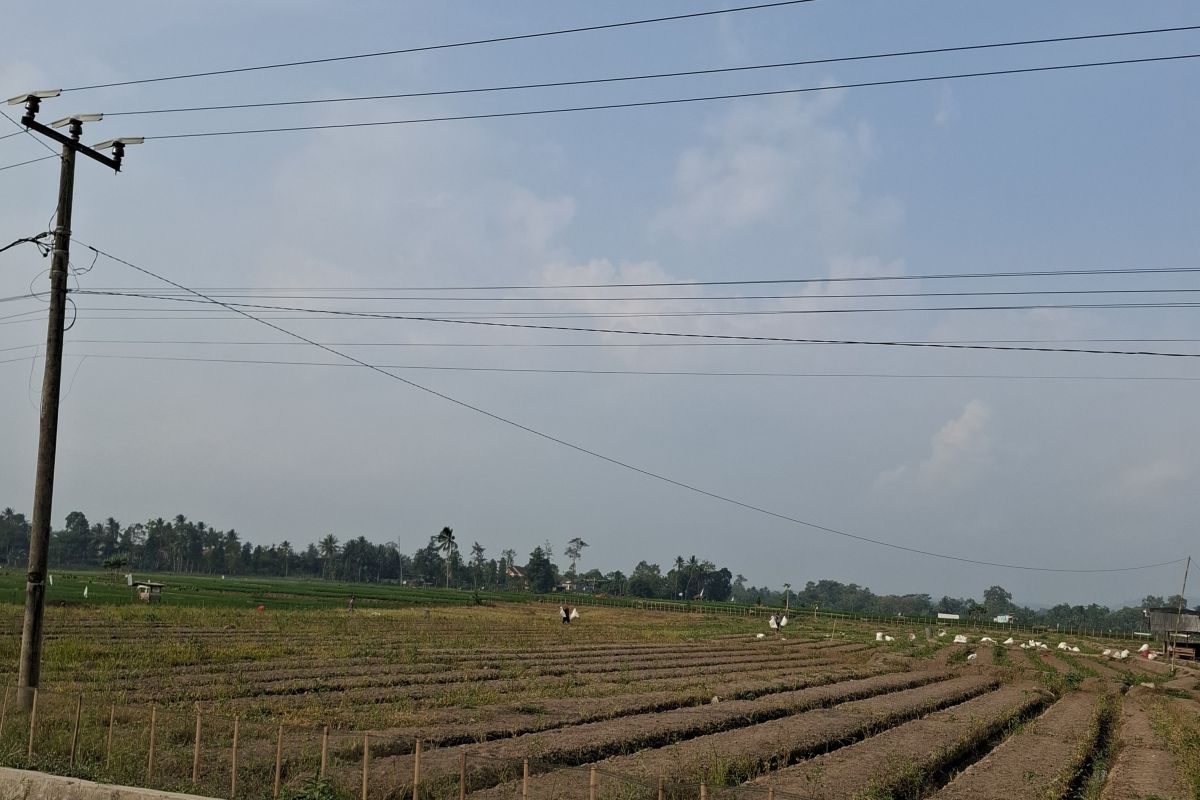 Lampung Dapat Bantuan Bibit Cabai Rp 925 Juta untuk Kembangkan Kawasan 83 Hektare di 12 Kabupaten