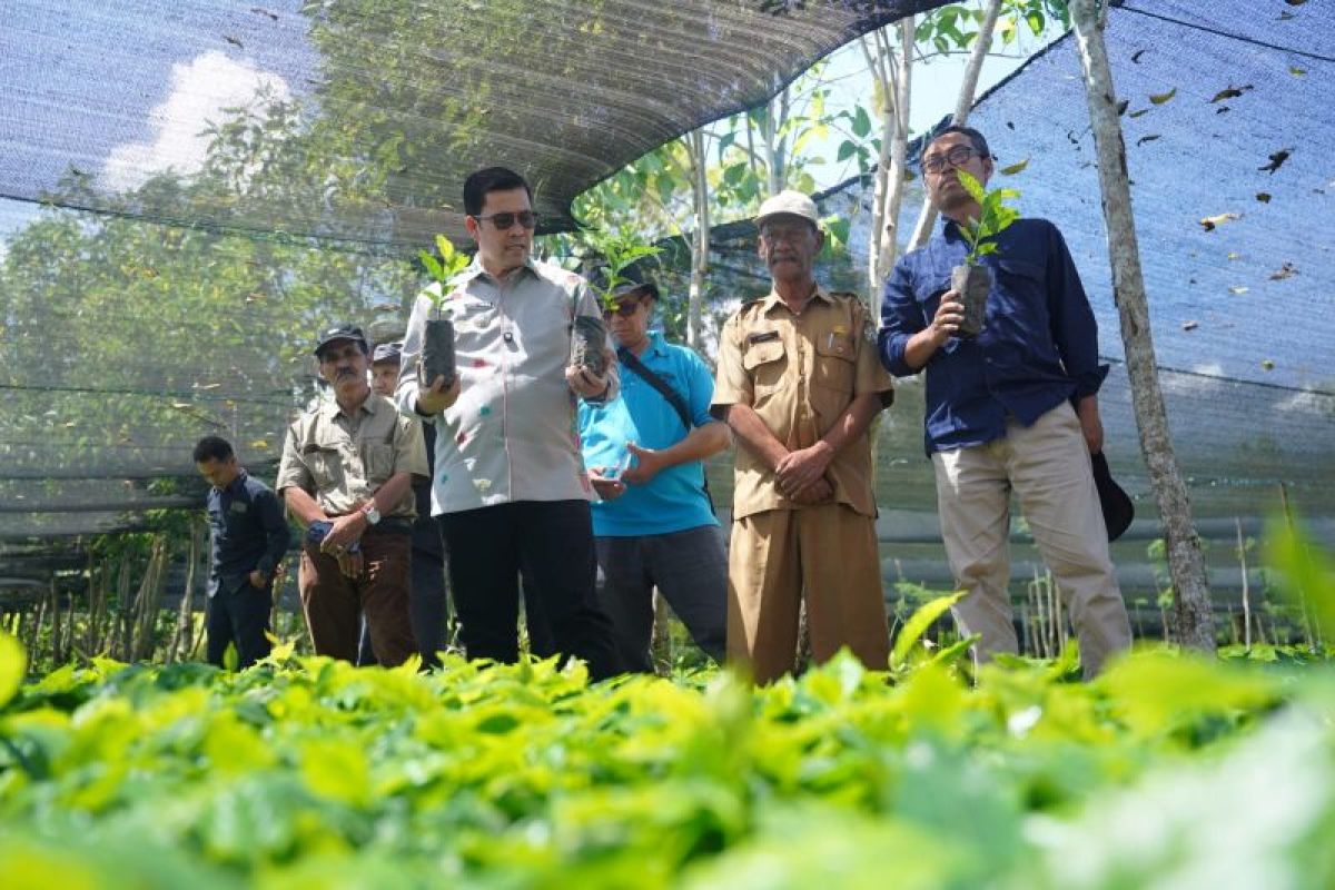 Pasca-Bencana Hidrometeorologi, Kementan Siapkan 4 Juta Bibit Kopi Arabica Gayo 3 untuk Petani di Aceh Tengah