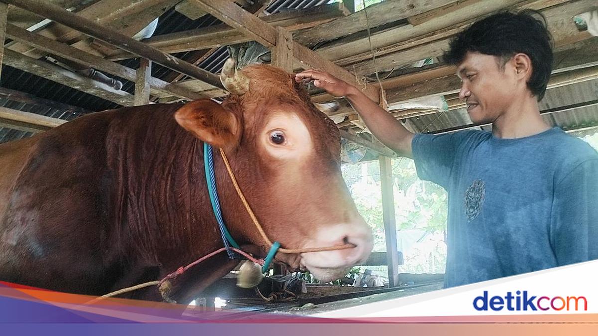 Sapi Kurban Presiden Prabowo Bobot 1,15 Ton di Sulbar, Dibeli Rp 118 Juta dari Peternak Polman