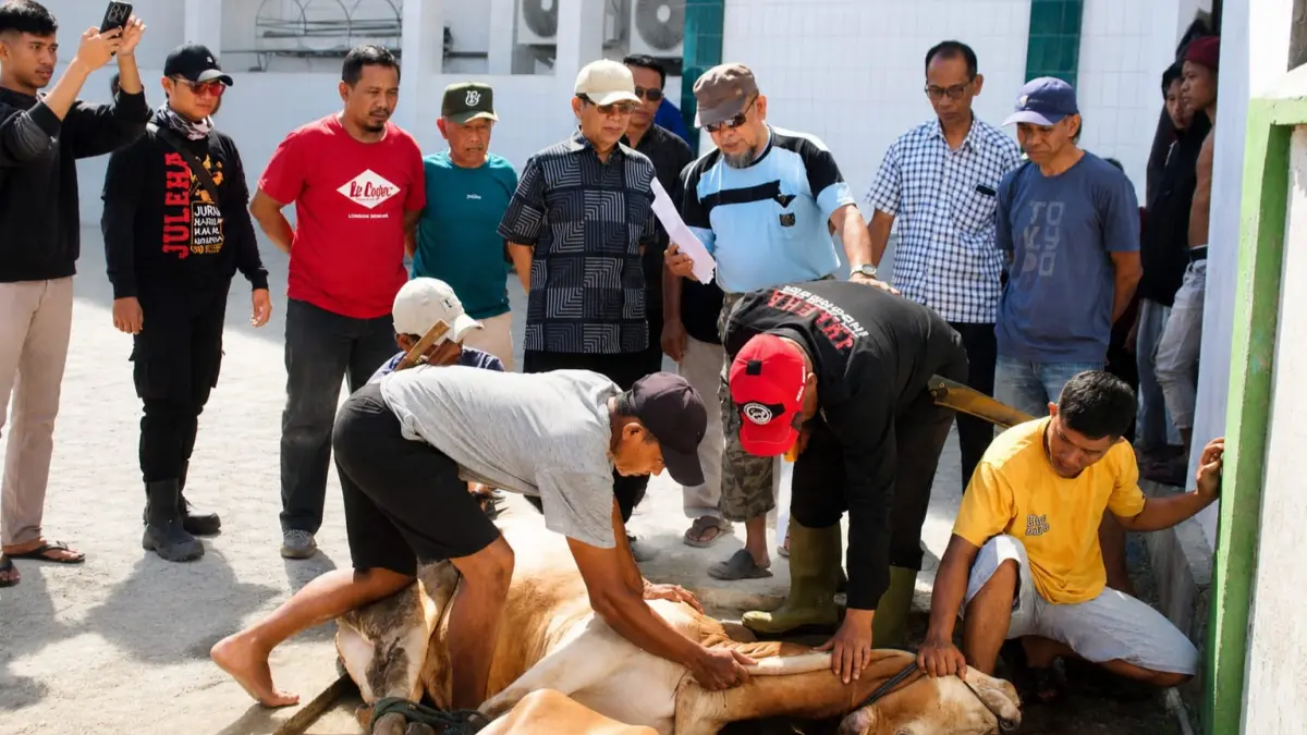 Longki Djanggola Salurkan 35 Sapi Kurban Idul Adha 1447 H untuk Empat Daerah di Sulawesi Tengah