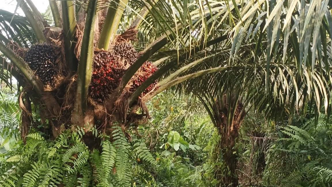 Harga TBS Sawit di Sulawesi Barat Naik Rp 121 per Kilogram per Juli 2026, Tertinggi Tembus Rp 3.276