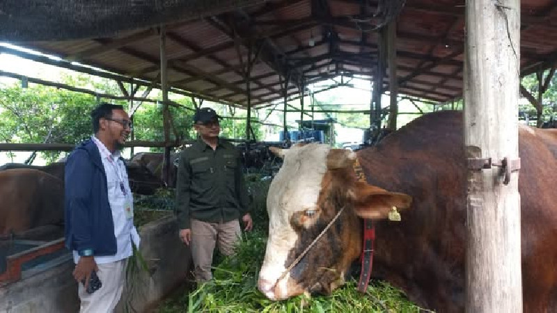 Enam Kepala Daerah di Aceh Salurkan Hewan Kurban Idul Adha 2026, dari Sapi Bantuan Presiden Prabowo hingga Arisan ASN