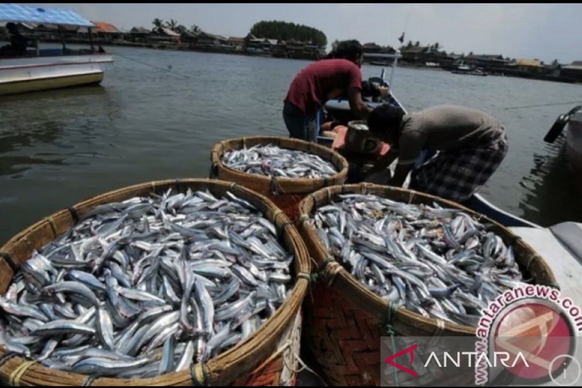 DKP Kaltim Pastikan Pasokan Ikan Lokal Cukupi 332.474 Penerima Program MBG, Produksi Tembus 214.694 Ton di 2024