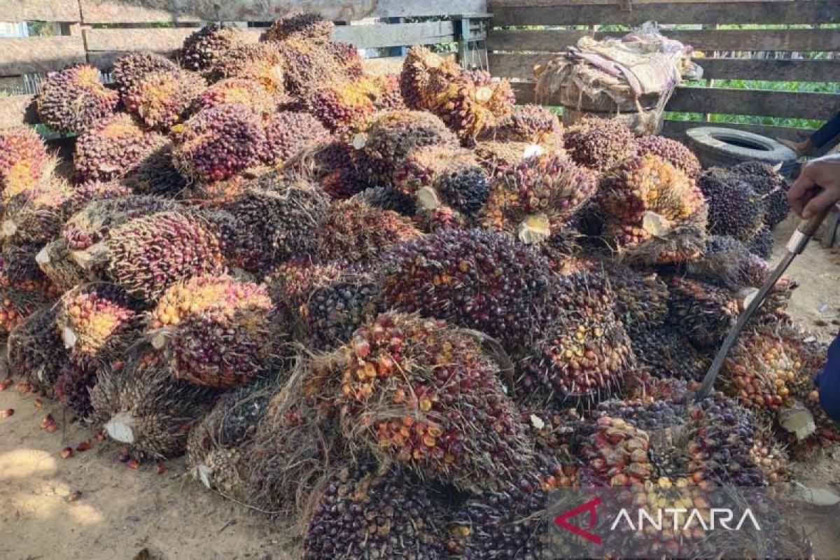 Harga TBS Sawit di Bangka Belitung Mulai Normal Bertahap, DPD RI Pastikan Kebijakan Ekspor Satu Pintu Segera Stabil