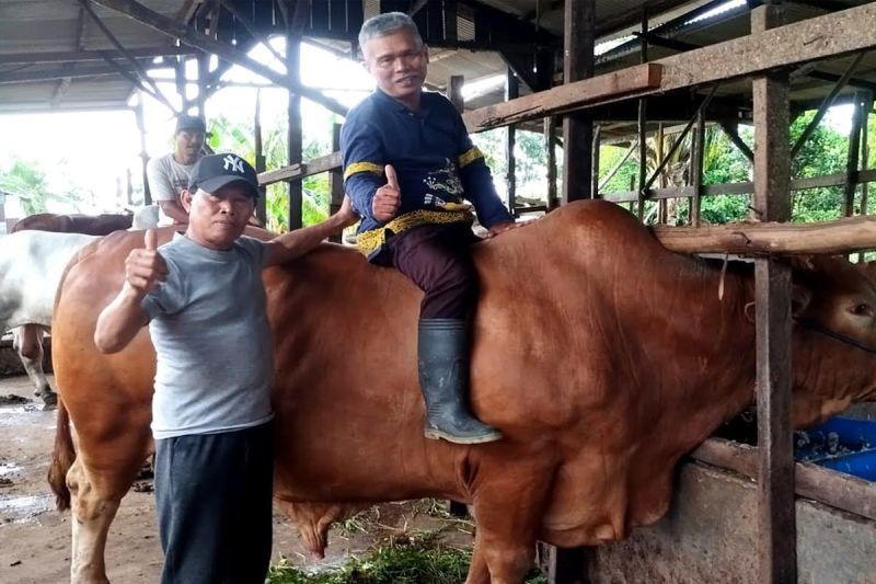 Sapi Kurban Presiden Prabowo untuk Sampit Berbobot Hampir Satu Ton, Disalurkan ke Masjid Islamic Center