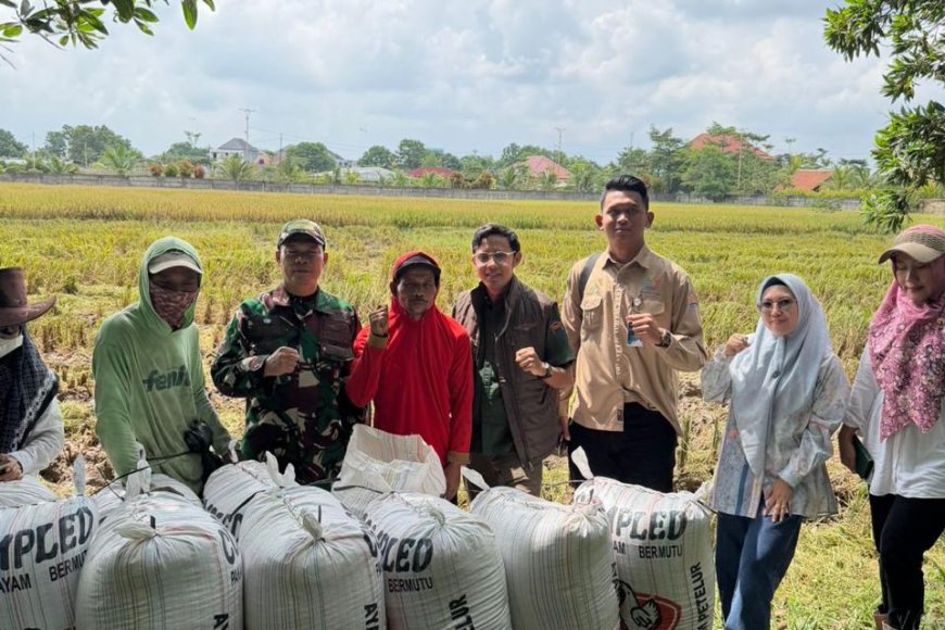 BULOG Lampung Serap 369 Ribu Ton Gabah Petani hingga Mei 2026, Stok Beras Capai 200 Ribu Ton