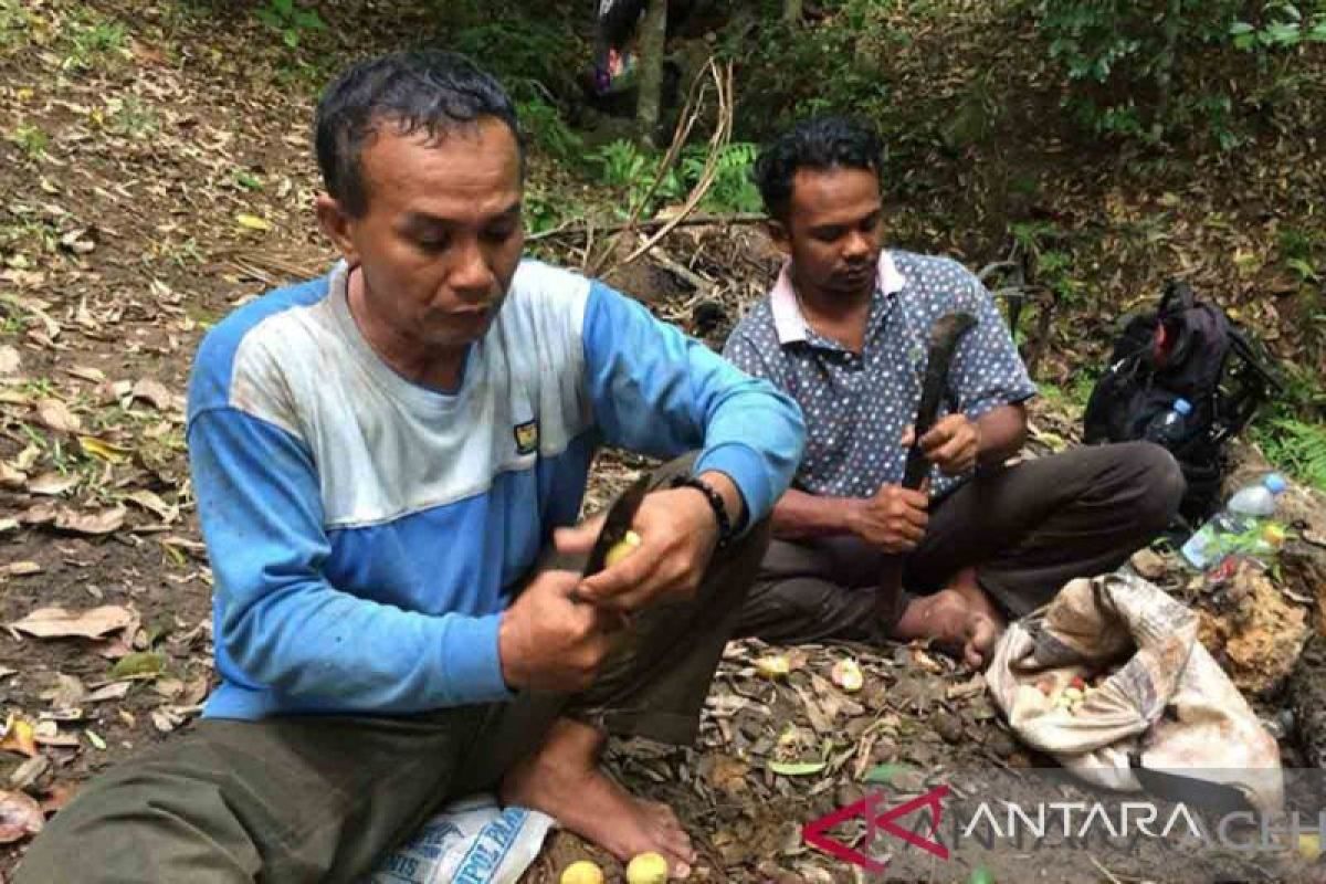 Bupati Aceh Selatan Ajak Petani Beralih dari Pala ke Alpukat Premium dan Durian, Tanaman Tua Tak Lagi Produktif