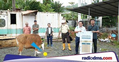 PLN Maluku Salurkan 69 Hewan Kurban untuk Iduladha 1447 H, 60 Sapi dan 9 Kambing Dibagikan ke Warga