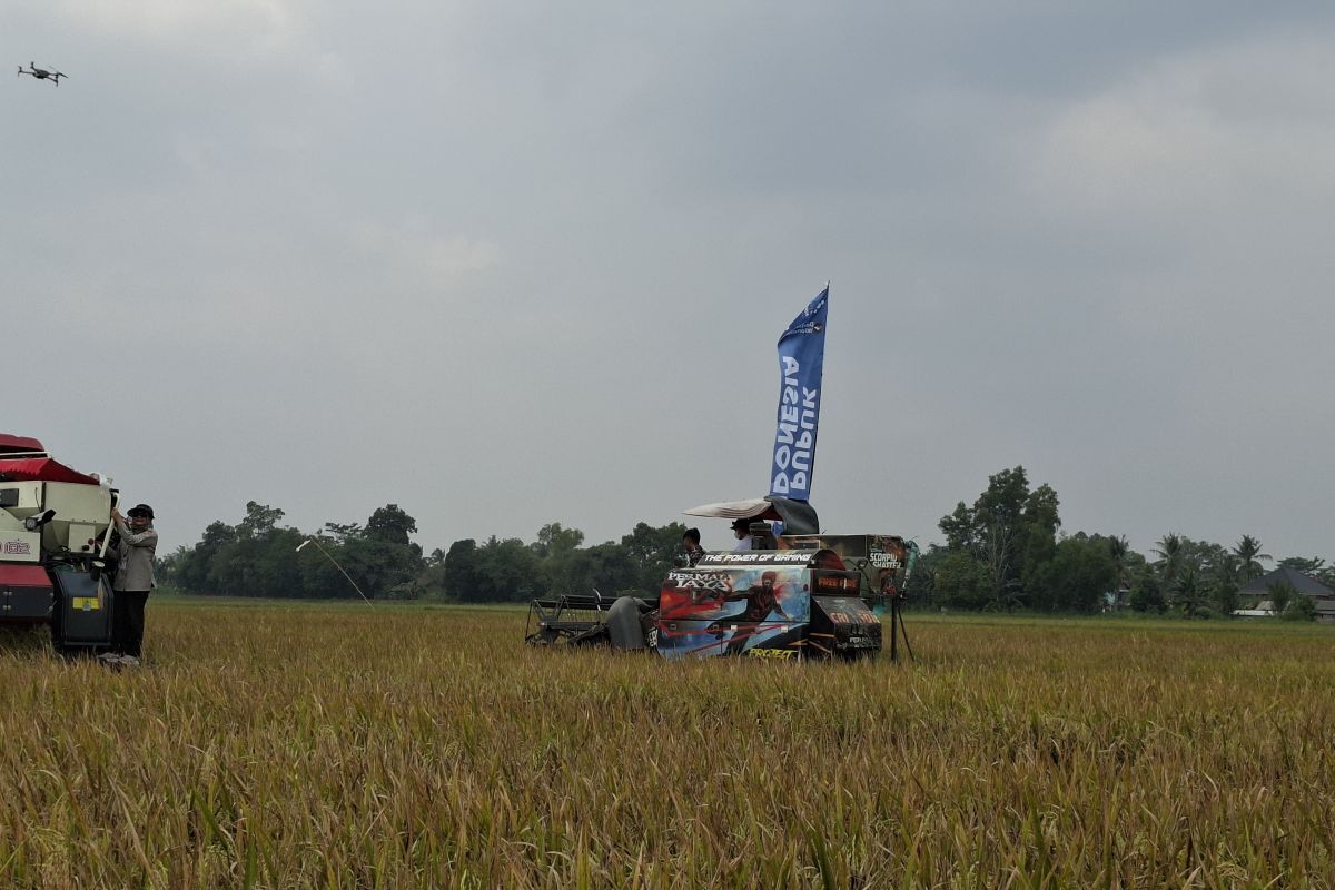 800 Ribu Ton Beras Surplus di Lampung, Pemprov Batasi Keluarnya Gabah ke Luar Daerah